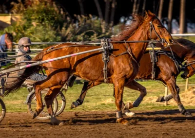 hippodrome-hyeres-centre-entrainement-chevaux-3