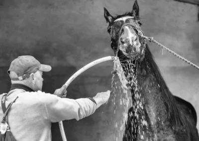 hippodrome-hyeres-centre-entrainement-chevaux-5