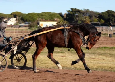 hippodrome-hyeres-centre-entrainement-chevaux-7