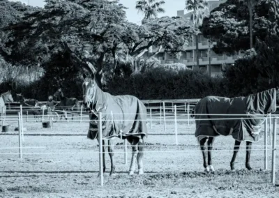 hippodrome-hyeres-centre-entrainement-chevaux-8
